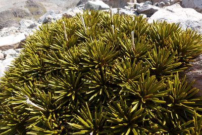 Aciphylla dobsonii, photographed by John Barkla