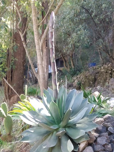 Agave chiapensis, photographed by ELOYJIMENEZ13