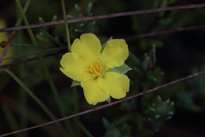 Hibbertia stricta, photographed by Richard Fuller