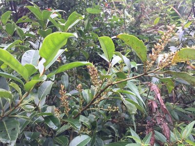 Itea oldhamii, photographed by teresa lo
