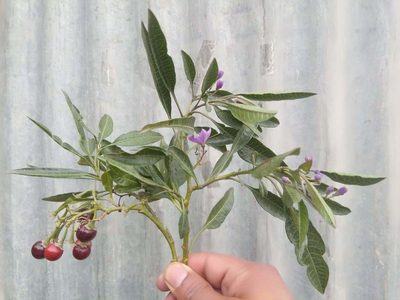 Solanum nitidum, photographed by Alfredo F. Fuentes Claros