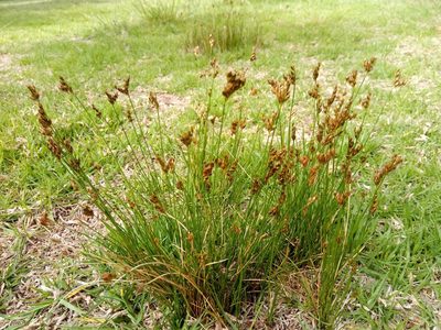 Juncus imbricatus, photographed by Alfredo F. Fuentes Claros