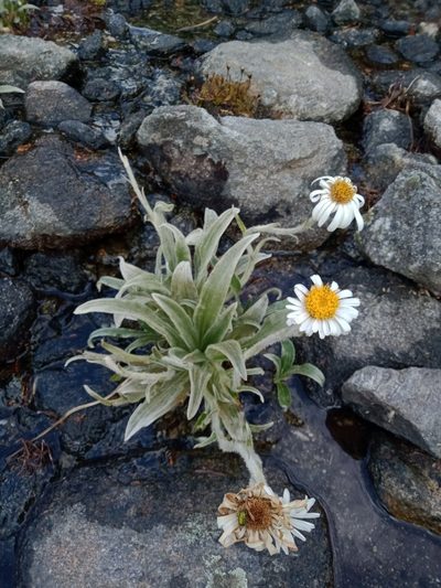 Celmisia sericophylla, photographed by Nina Kerr