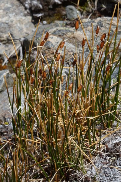 Marsippospermum gracile, photographed by John Barkla