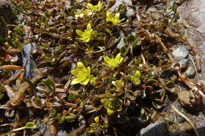 Ranunculus maculatus, photographed by John Barkla
