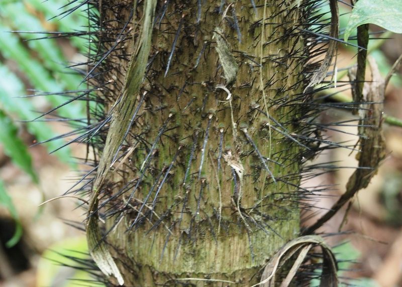 Bactris gasipaes, photographed by John G. Phillips