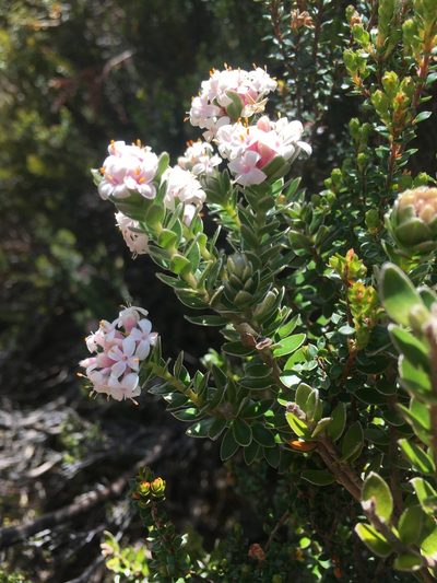 Pimelea sericea, photographed by Miguel de Salas