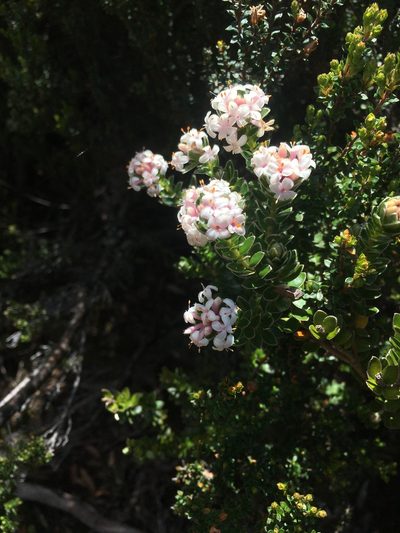 Pimelea sericea, photographed by Miguel de Salas