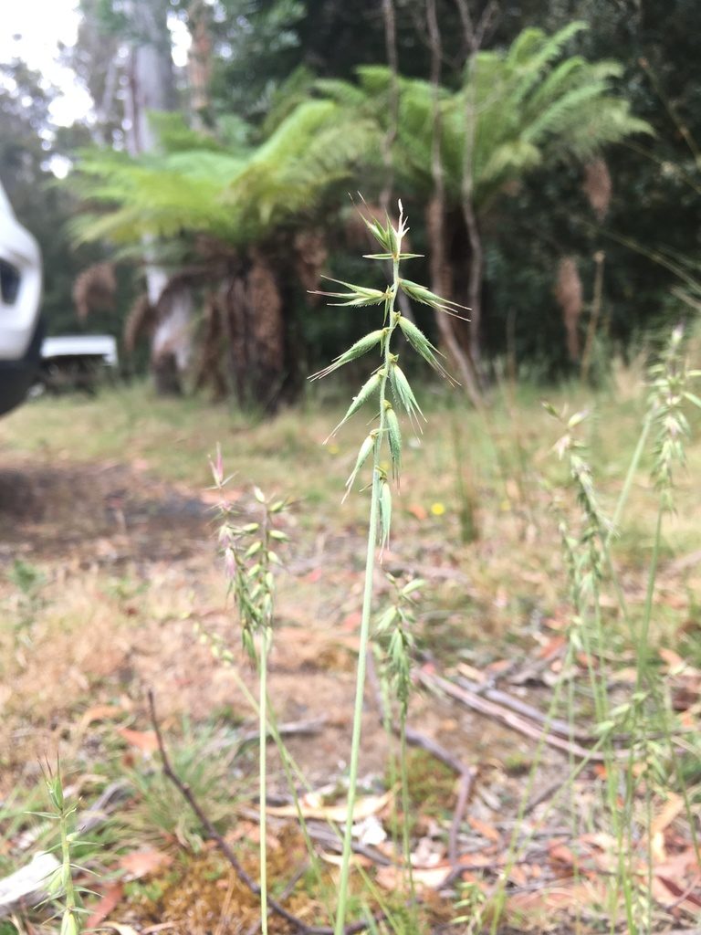 Australopyrum pectinatum, photographed by Miguel de Salas