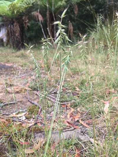 Australopyrum pectinatum, photographed by Miguel de Salas