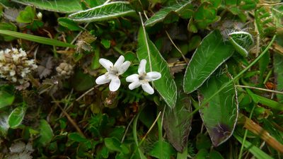 Mentha cunninghamii, photographed by Sarah Richardson