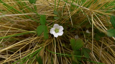 Geranium crassipes, photographed by Sarah Richardson