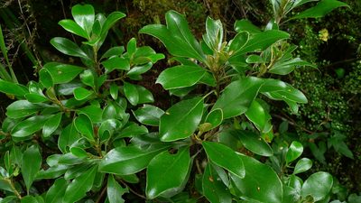 Brachyglottis buchananii, photographed by Sarah Richardson