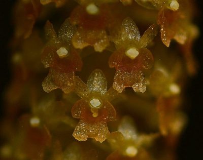 Oberonia brachystachys, photographed by S.MORE
