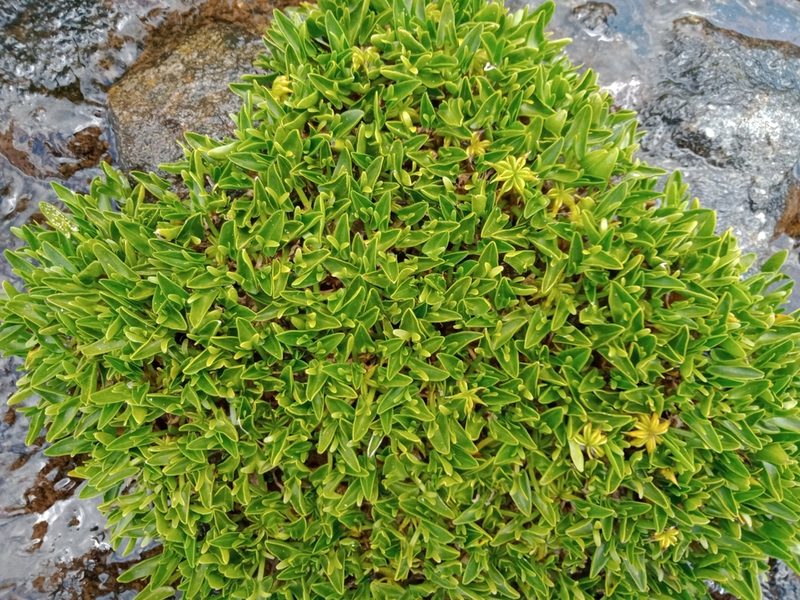 Psychrophila introloba, photographed by Nina Kerr