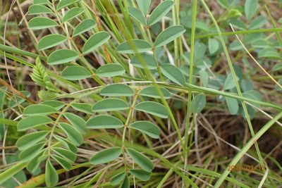 Indigofera sanguinea, photographed by Peter Warren