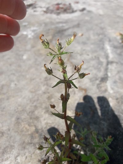 Gratiola pedunculata, photographed by naturewatchwidow