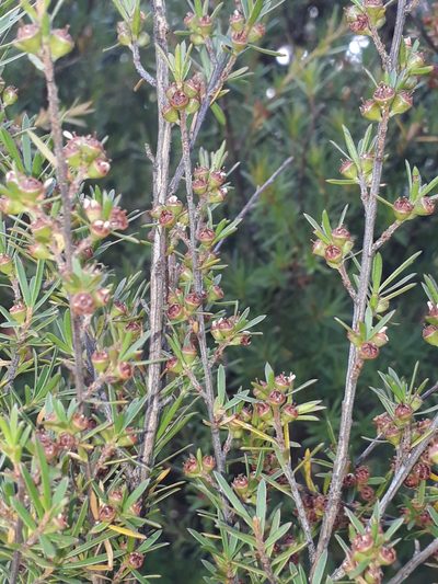 Kunzea linearis, photographed by Leon Perrie