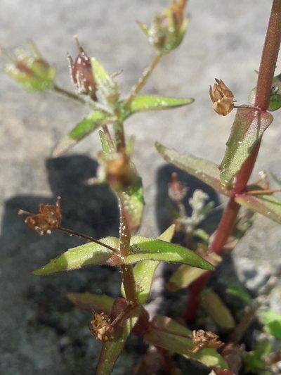 Gratiola pedunculata, photographed by naturewatchwidow