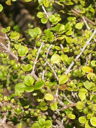 Coprosma parviflora, photographed by Leon Perrie