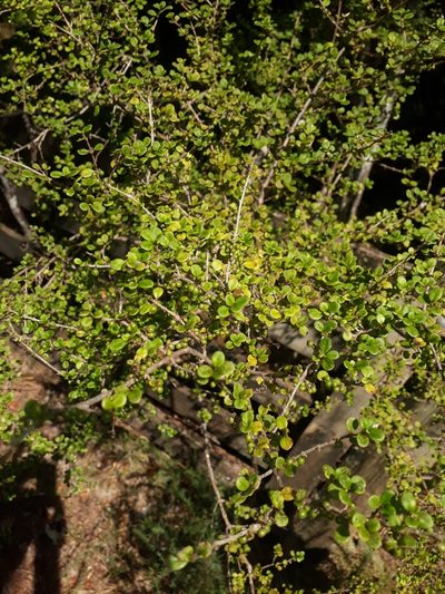 Coprosma parviflora, photographed by Leon Perrie