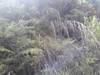 Gahnia setifolia, photographed by Leon Perrie