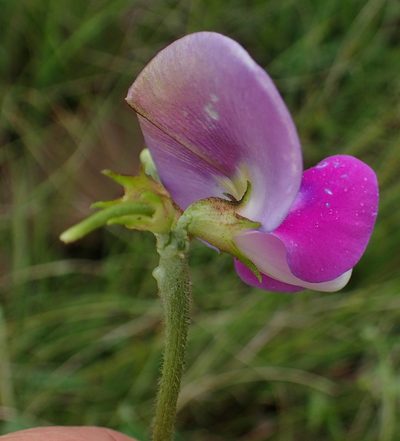 Vigna unguiculata, photographed by Peter Warren