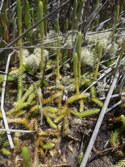 Brownseya serpentina, photographed by naturewatchwidow
