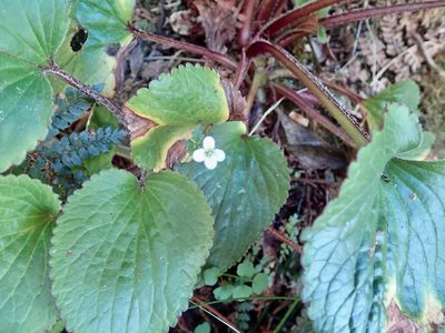 Ourisia macrophylla, photographed by Mike Bowie