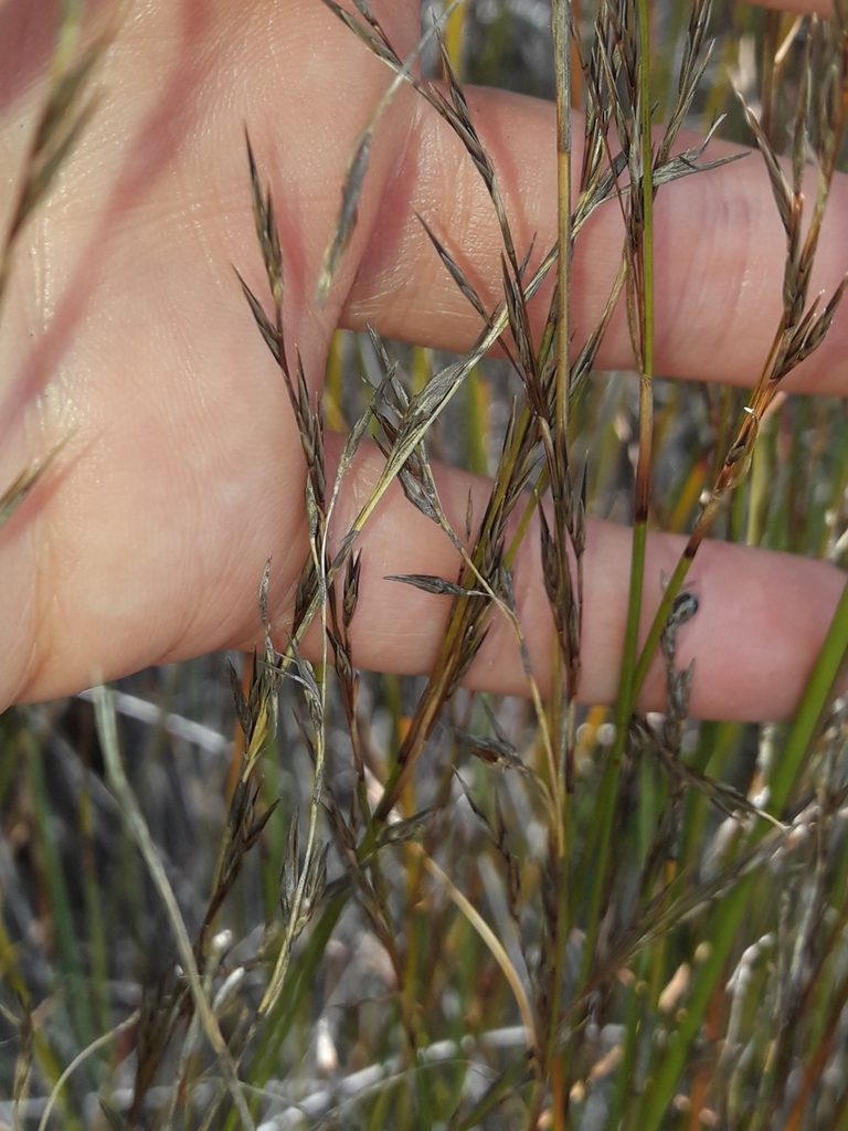 Schoenus carsei, photographed by naturewatchwidow
