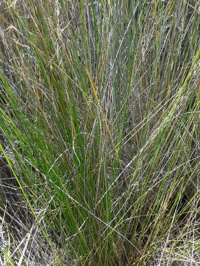 Schoenus carsei, photographed by naturewatchwidow