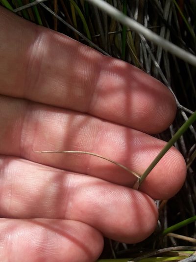 Schoenus carsei, photographed by naturewatchwidow