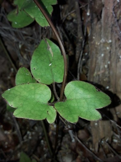 Clematis cunninghamii, photographed by naturewatchwidow
