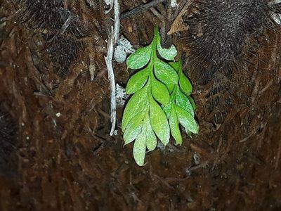Tmesipteris lanceolata, photographed by Leon Perrie