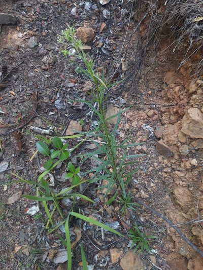 Senecio diaschides, photographed by Leon Perrie
