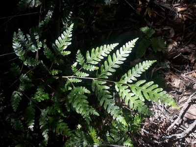 Pteris carsei, photographed by Leon Perrie