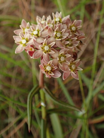 Asclepias flexuosa, photographed by Peter Warren