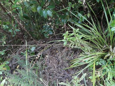 Cordyline pumilio, photographed by naturewatchwidow