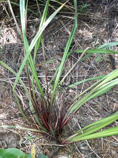 Dianella haematica, photographed by naturewatchwidow