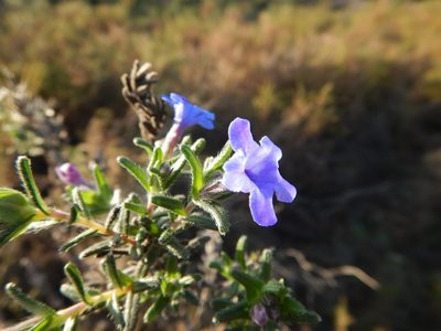Glandora prostrata, photographed by Duarte Frade