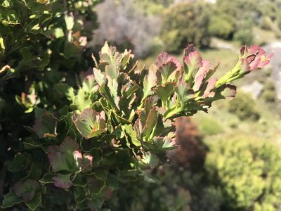 Phyllocladus aspleniifolius, photographed by Jesse de Vries