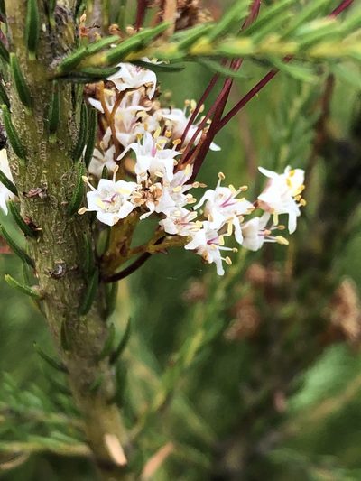 Cuscuta africana, photographed by Dave U