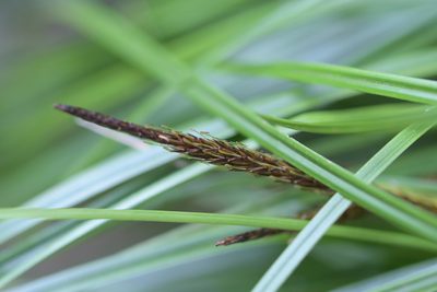 Carex megalepis, photographed by Christopher Stephens