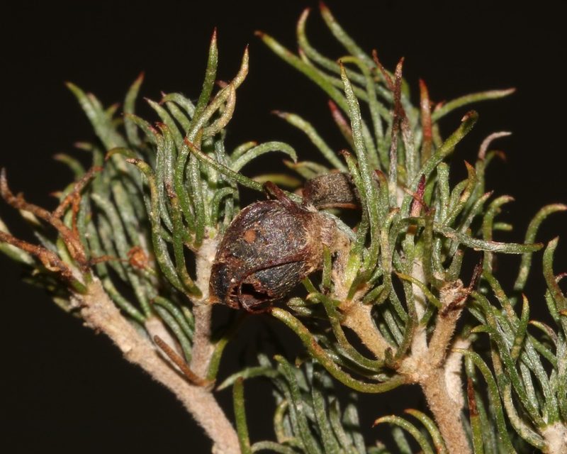 Aspalathus grobleri, photographed by Brian du Preez