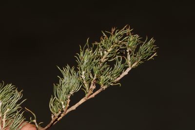 Aspalathus grobleri, photographed by Brian du Preez