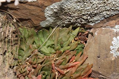 Haworthia turgida, photographed by Brian du Preez
