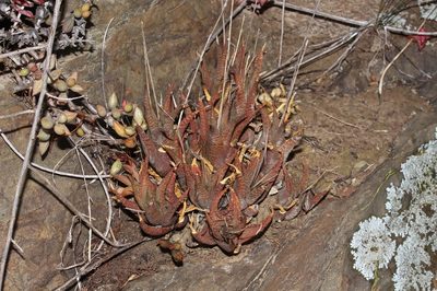 Haworthiopsis venosa, photographed by Brian du Preez