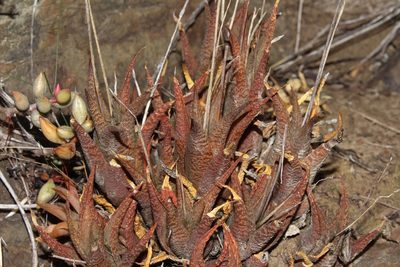 Haworthiopsis venosa, photographed by Brian du Preez