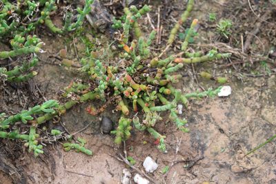 Mesembryanthemum napierense, photographed by Brian du Preez