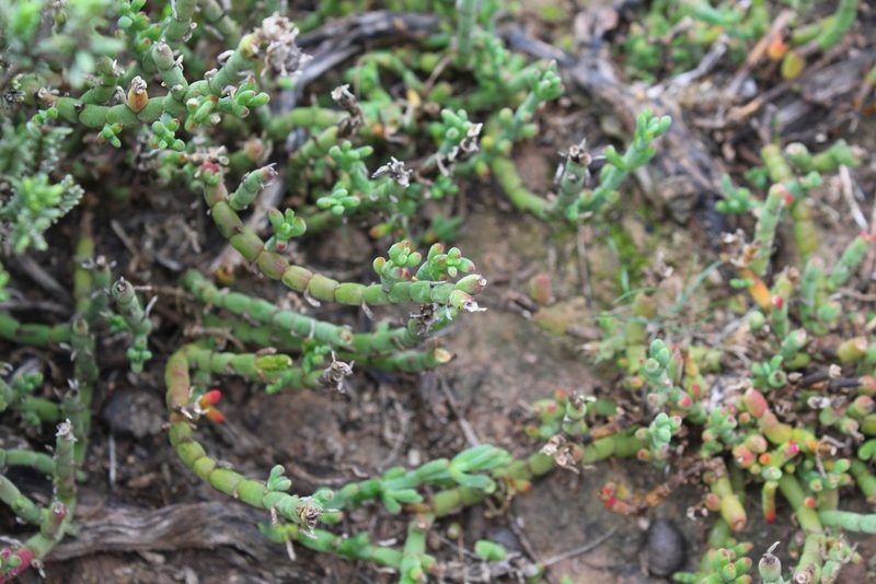 Mesembryanthemum napierense, photographed by Brian du Preez